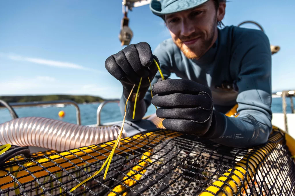 Inventors Sam Rogers and Ed Towler unveil an underwater "lawn mower" to collect seagrass seed pods, helping restore vital marine habitats. Crowdfunding nearly 75% funded.